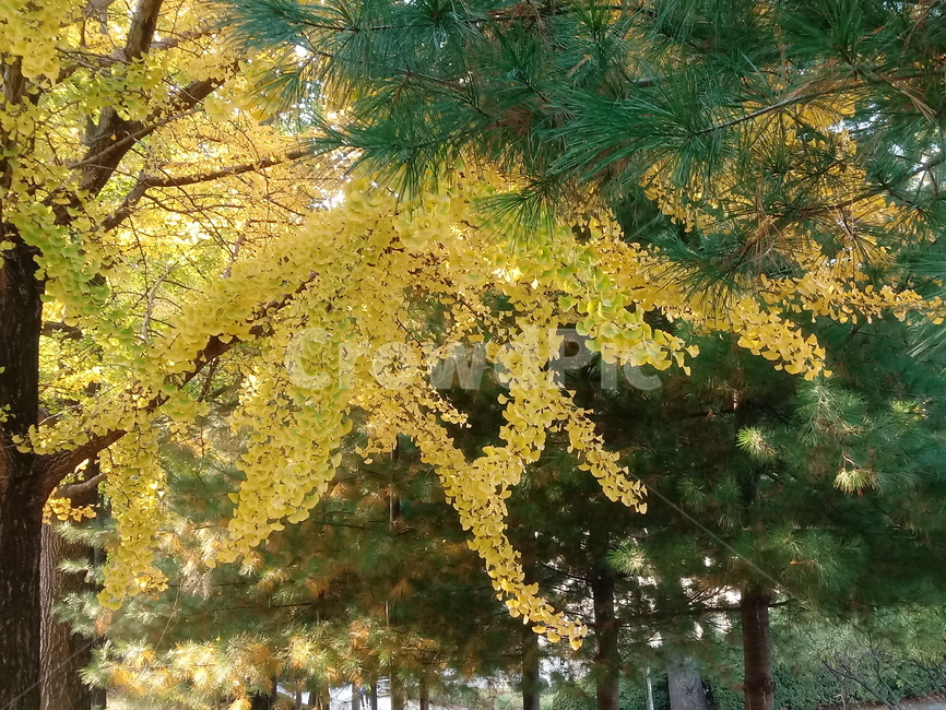 가을,단풍,낙엽,maple,plant,식물,단풍나무,단풍잎,leaf,잎,tree,나무,계절,fallautumnseason,가을단풍,자연,풍경,경치,가을,계절,fall,autumn,season,식물,자연,plants,nature,나무,trees,wood