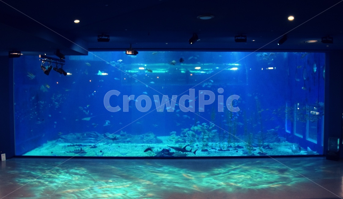 water,물,수족관,아쿠아리움,물고기,감상