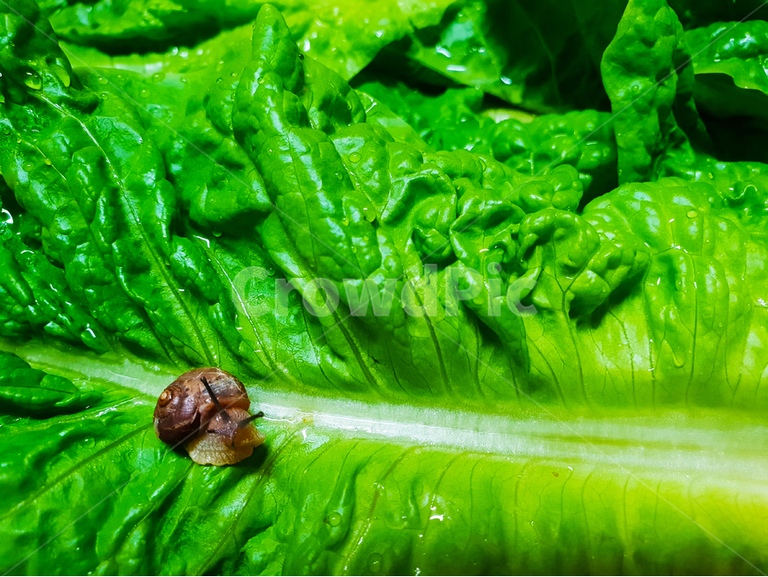달팽이,상추,채소,야채,유기농,snail,nature,vegetable,green,fresh,red,healthy,salad,vegetables,isolated,cucumber,vegetarian,diet,ingredient,organic,white,paprika,peppers,agriculture,raw,health,leaf,onion,food,lettuce,동물,animal,채소,야채,vegetables
