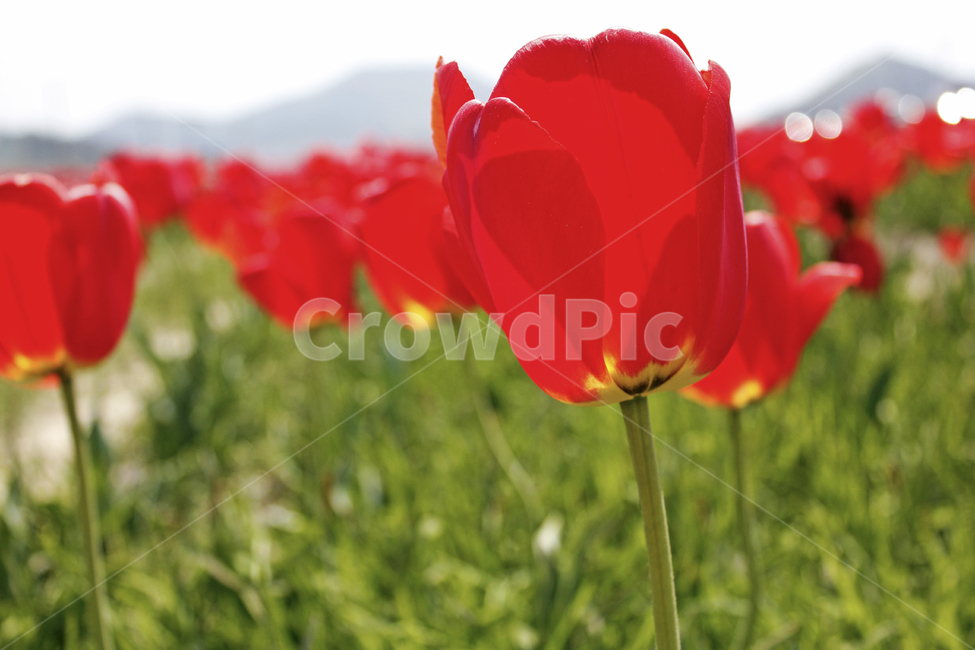 자연,풍경,꽃,튤립,flower,tulip,꽃밭,식물,자연,plants,nature,꽃,flower