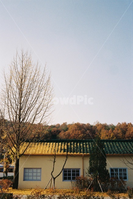 자연,감성,아날로그,가을,은행나무,은행,분위기,가을,계절,fall,autumn,season,시골,마을,풍경,landscape,country,rural,town,건축물,건물외관,exterior,building,structure,architecture,construction