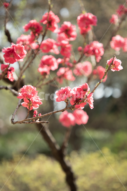 매화,plant,식물,blossom,flower,꽃,식물,자연,plants,nature,꽃,flower