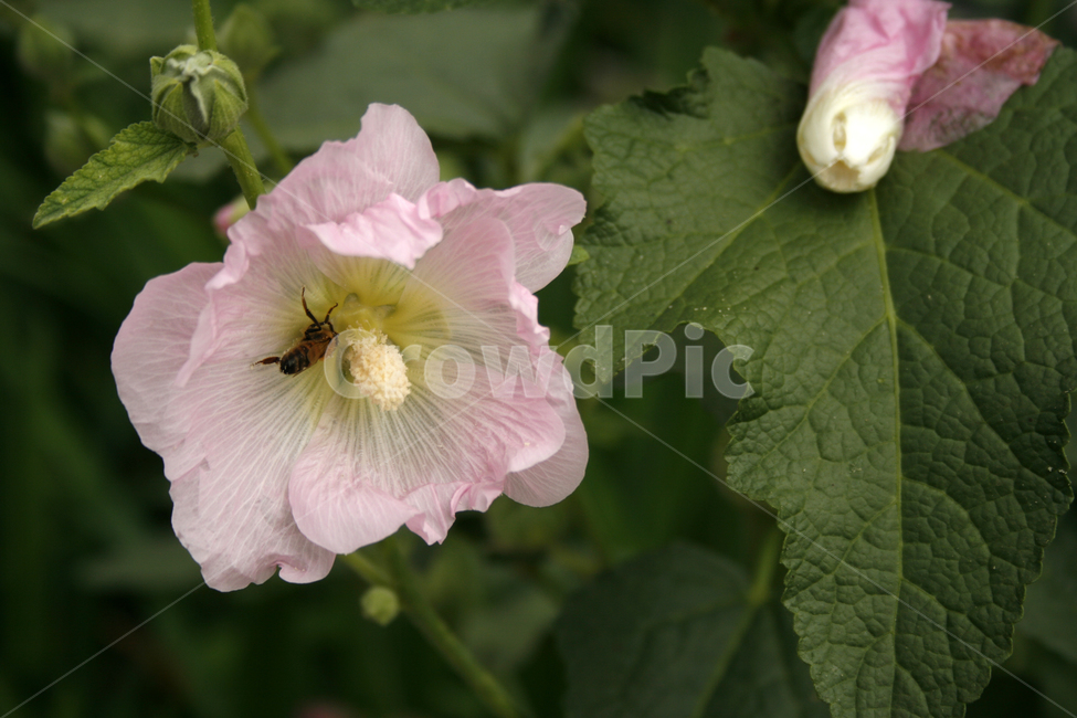 접시꽃,식물,flower,plants,nature,꽃,꽃봉오리,벌,식물,자연,plants,nature,꽃,flower,동물,animal,곤충,벌레,insect,bug