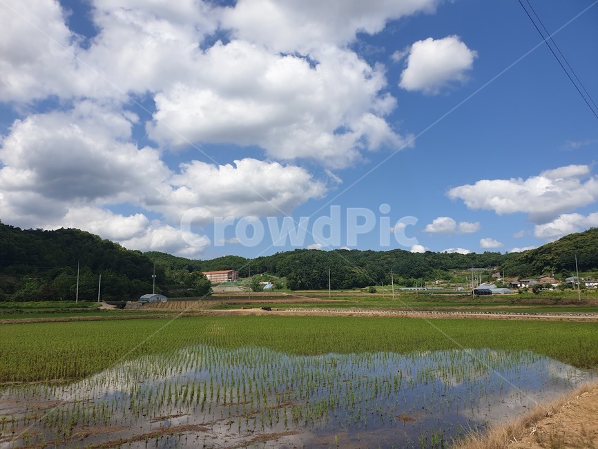 하늘,논,시골,맑음,날씨,시골,마을,풍경,landscape,country,rural,town,농업,농사,agriculture,farming,farming industry
