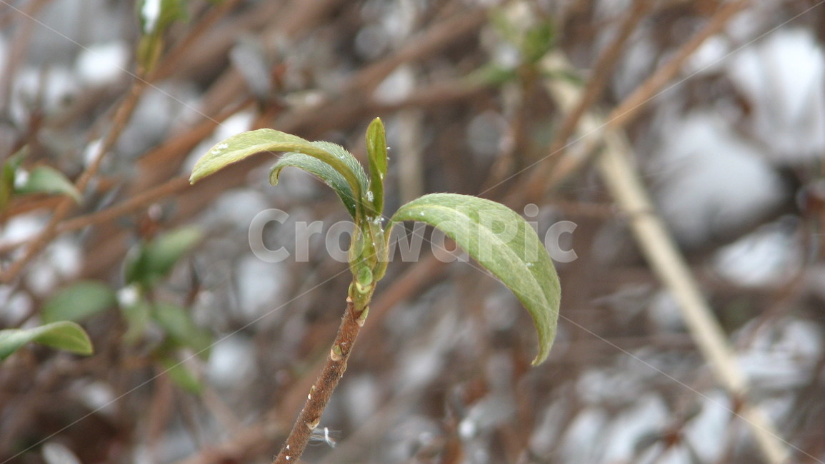 plant,leaf,잎,식물,배경,겨울,계절,winter,season