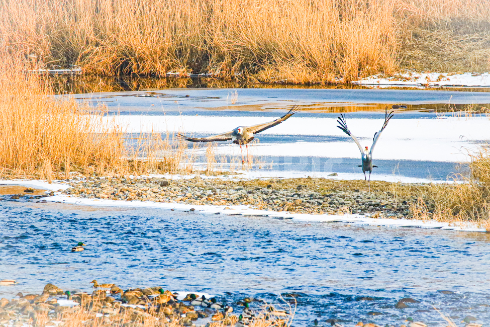 두루미,동물,새,자연,야외,학,nature,land,겨울,계절,winter,season,동물,animal,조류,새,birds