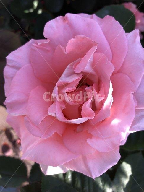 장미,오월,꽃,장미축제,장미꽃사진,식물,자연,plants,nature,꽃,flower