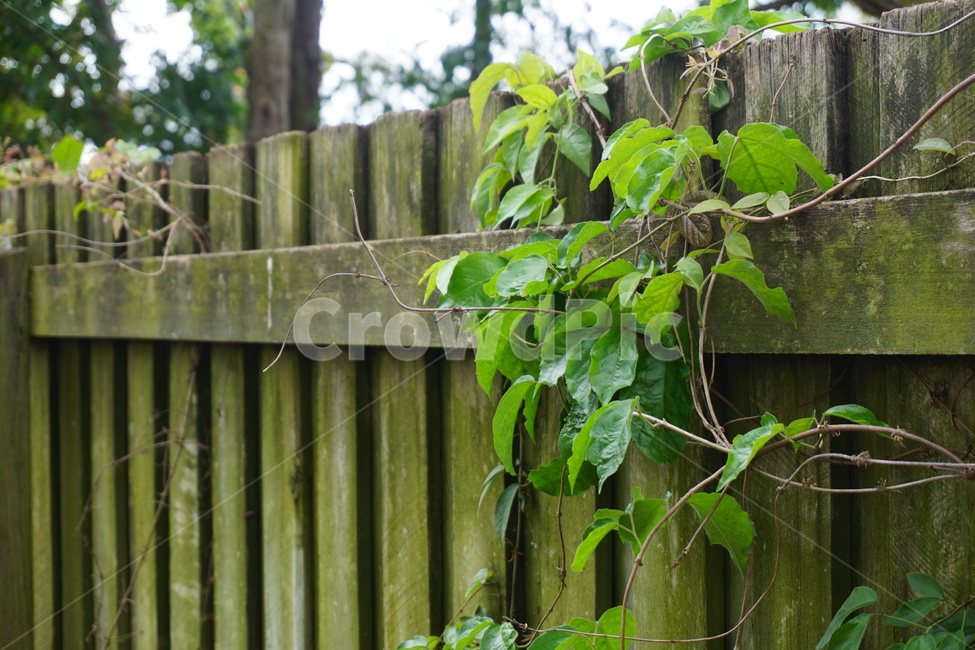 담쟁이덩굴,초록,담장,자연,아이비,ivy,green,wall,nature,감성,힐링,식물,자연,plants,nature