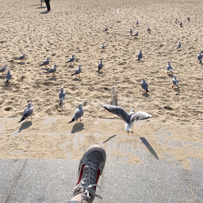 갈매기,해운대,광안리,해변,해수욕장,모래사장