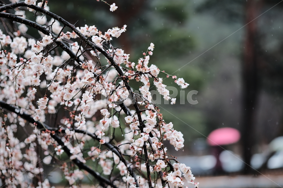 봄,꽃,벚꽃,spring,flower,봄꽃,rainyday,식물,plant,봄,계절,spring,season,비,비오는날,rain,rainy,blossom