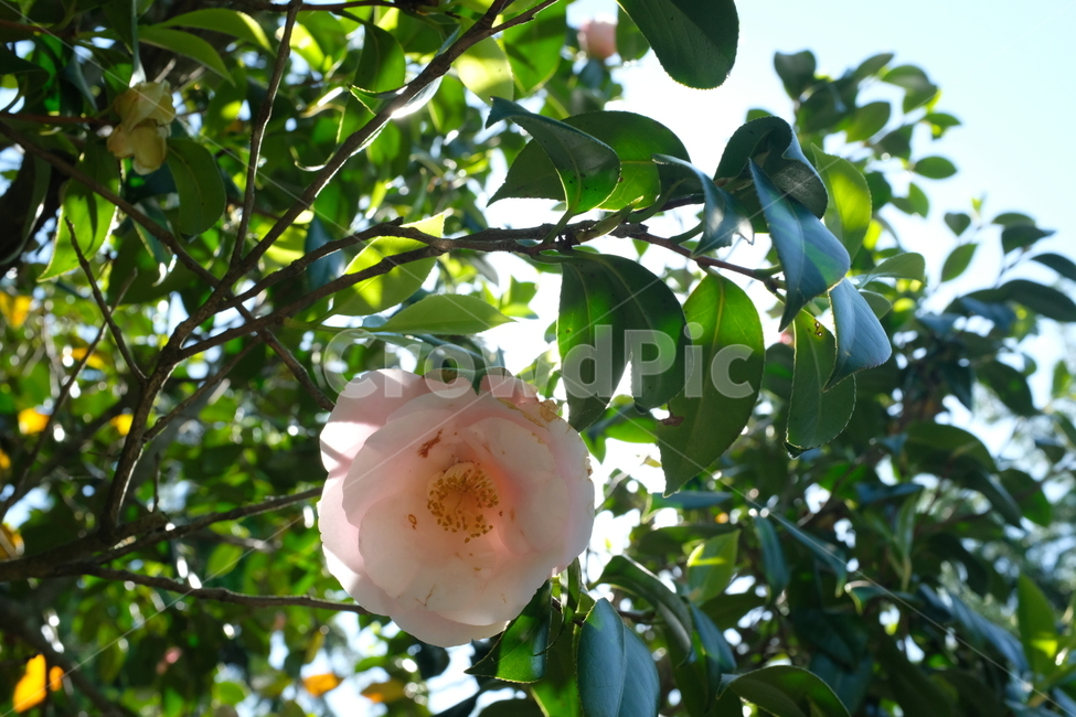 꽃,flower,분홍꽃,자연,햇빛,식물,plant,식물,자연,plants,nature,꽃,flower