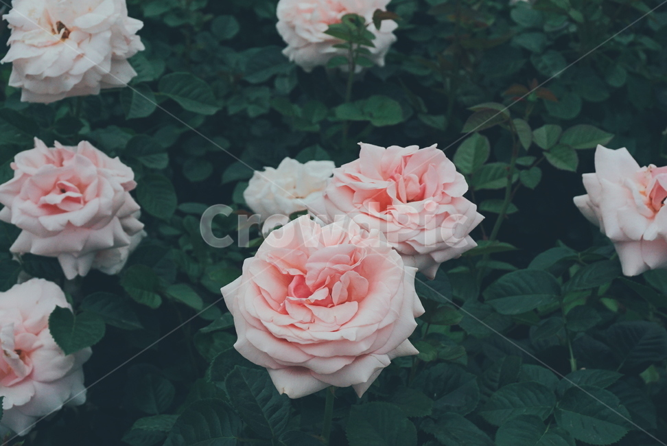 울산대공원,장미축제,울산대공원장미원,장미,꽃,장미꽃,식물,자연,plants,nature,꽃,flower