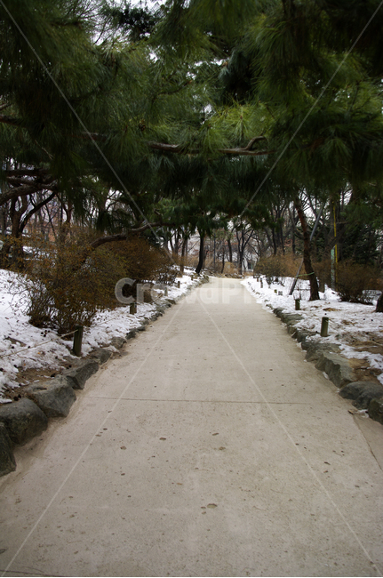 겨울,winter,풍경,설경,눈,길,나무,식물,plant,겨울,계절,winter,season