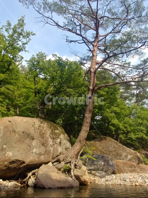 rock,록,plant,식물,tree,나무