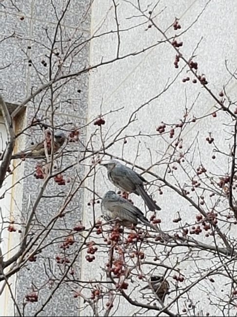 조류,새,도시의새,자연,봄,동물,animal,조류,새,birds