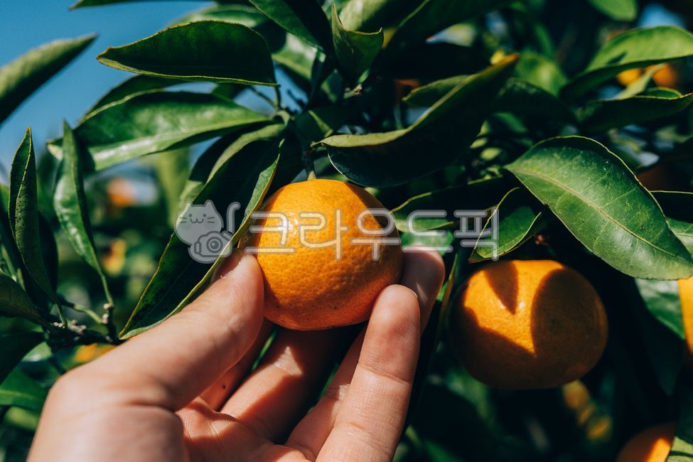 한라봉,감귤류과일,음식,과일,식물,주황색,열매,귤,감귤,자연,비타민,상큼,제주감귤,천혜향,하우스감귤,레드향,오렌지,citrusfruit,food,fruit,plant,orange,hallabong,과일,열매,fruit