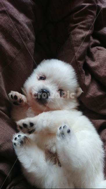 강아지,귀여운강아지모습,스피츠강아지,이쁜강아지,깜찍한강아지