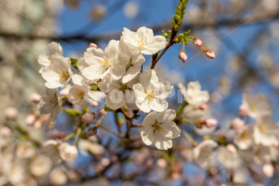 벚꽃,벚꽃축제,벚꽃놀이,개화,꽃,CherryBlossom,Cherry,Blossom,벚꽃나무,벚꽃잎,꽃잎,꽃나무,봄꽃,봄바람,봄,Spring,계절,계절나무,따뜻함,꽃피다,엽서,문서,사진,편지,커버,장식,봄,계절,spring,season,식물,자연,plants,nature,꽃,flower,plant