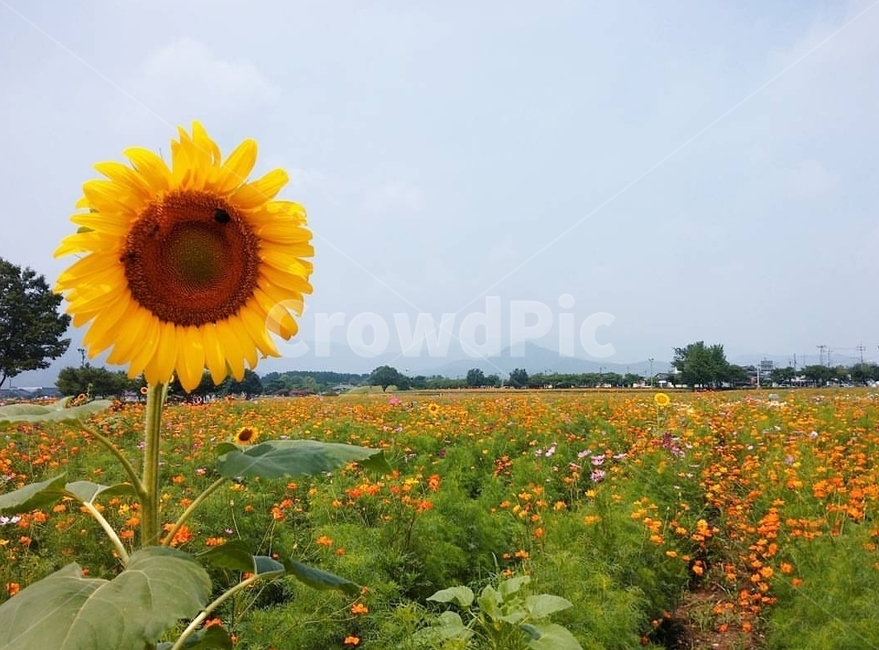 plant,식물,flower,꽃,해바라기,식물,자연,plants,nature,꽃,flower