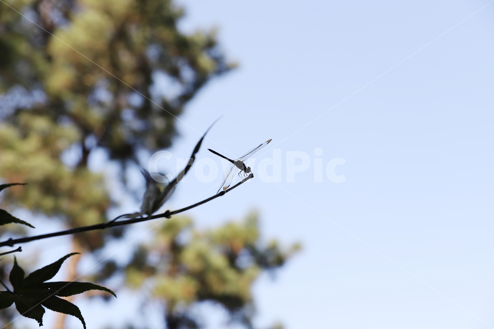 봄,산,잠자리,하늘,나뭇가지,동물,animal,곤충,벌레,insect,bug