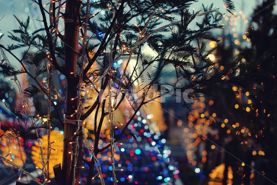 보케,boke,전구,전등,크리스마스,christmas,밤,night,나무,거리,겨울,winter,road,town,도시,city,야경,밤,풍경,nightscape,night,landscape,식물,자연,plants,nature,나무,trees,wood,감성,sensible,feeling