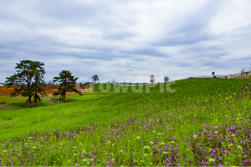 자연,들,힐링,초원,들판,봄,계절,spring,season,자연,풍경,nature,landscape,outdoors,옥외,grassland,목초지,field,meadow,farm,농장,rural,농촌
