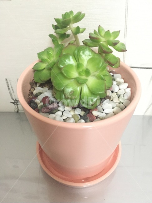 다육이,식물,애완용,다육식물,키우는식물,실내용화초,화분,화초,house plant
