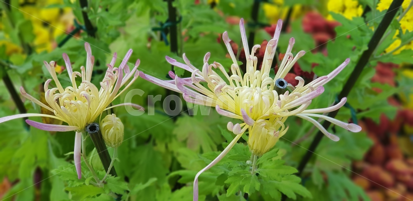 국화,가을,꽃,노랑,초록,꽃수술,꽃잎,잎,잎사귀,식물,화분,pollen,plant,식물,자연,plants,nature