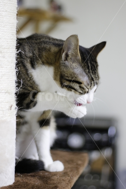 	고양이,반려동물,유기묘,길냥이,애완동물,cat,pet,kitten,아기고양이,코숏,코리안숏헤어,동물,animal,캣맘,캣대디,캣타워,그루밍,스크래치,스크래쳐,동물,animal,고양이,cat,kitten,kitty,포유류,mammal