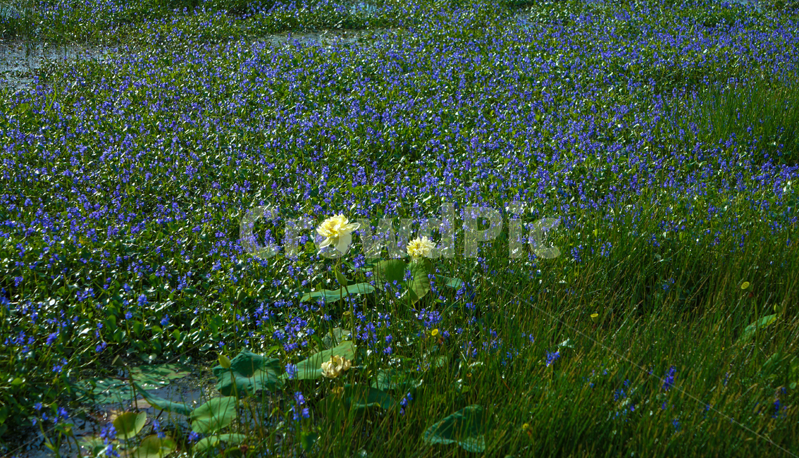 꽃,연꽃,수생,연밭,식물,자연,식물,자연,plants,nature,꽃,flower
