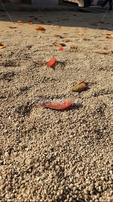 gravel,자갈,가을,낙엽,노을빛,나뭇잎,감성,dirtroad,흙길,ground,바닥