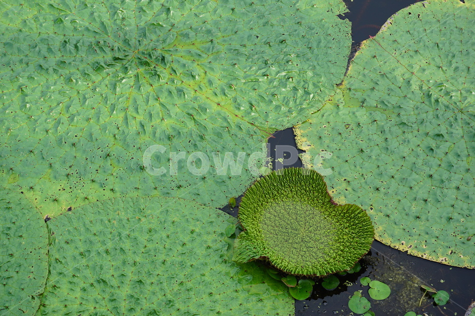 plant,식물,연꽃,물,가시연꽃