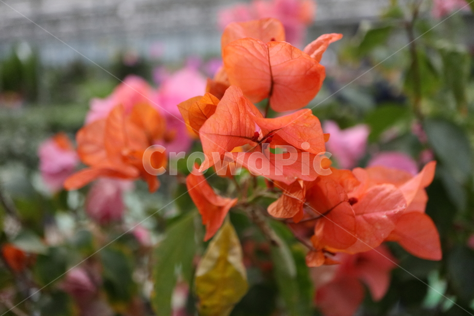 blossom,꽃,flower,plant,식물,부겐빌레아,bougainvillea,관목,부겐베리아,온실,쌍떡잎식물