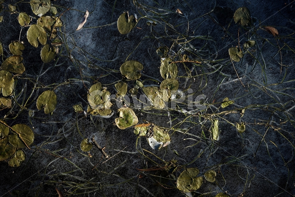 겨울,연못,물,얼음,식물,자연,winter,ice,cold,pond,freeze,leaves,plant,nature,season,sunlight,lonely,solitary,lonesome