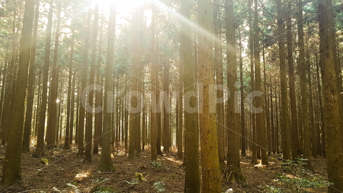 제주도,숲,힐링,빛,빛내림,녹색,자연,풍경,nature,landscape,휴식,힐링,rest,relaxation,healing,flare,플레어,light,sunlight,햇빛,vegetation,초목,plant,식물,woodland,삼림지,outdoors,옥외,land,땅,forest,tree,나무