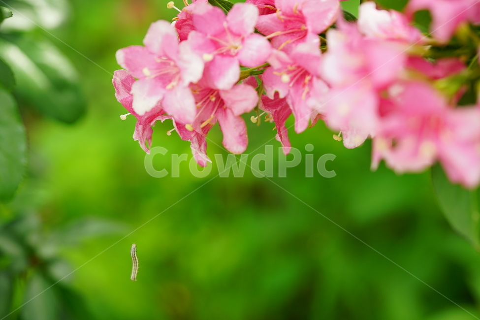 곤충,pink,분홍,플라워,꽃,핑크,식물,자연,접사,꽃사진,봄꽃,색감,컬러,분홍색,봄,계절,spring,season,식물,자연,plants,nature,꽃,flower,plant