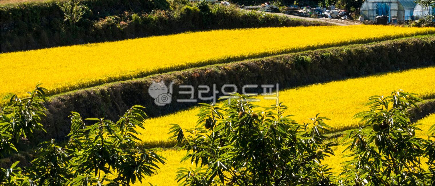 rice paddy,Hill,Terrain rice field,yellow,late autumn,Field,mountain,harvesting,farming,sight,season,Agriculture,mountainside,Supplementary budget,rice terraces,golden field,nature,cascade,attic rice field,rice field,slope,outdoors,field,mountain village,