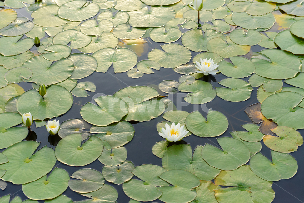 연꽃,자연,힐링,신선함,안식처,season,plants,nature,flower,sensible,feeling,색깔,색상,색채,색감,colorsense,colorsensitivity,feelingofcolor,감성,평온함,느낌,휴식,koreanature,landscape,연꽃잎