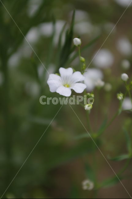 안개꽃,꽃,flower,식물,plant,자연,nature