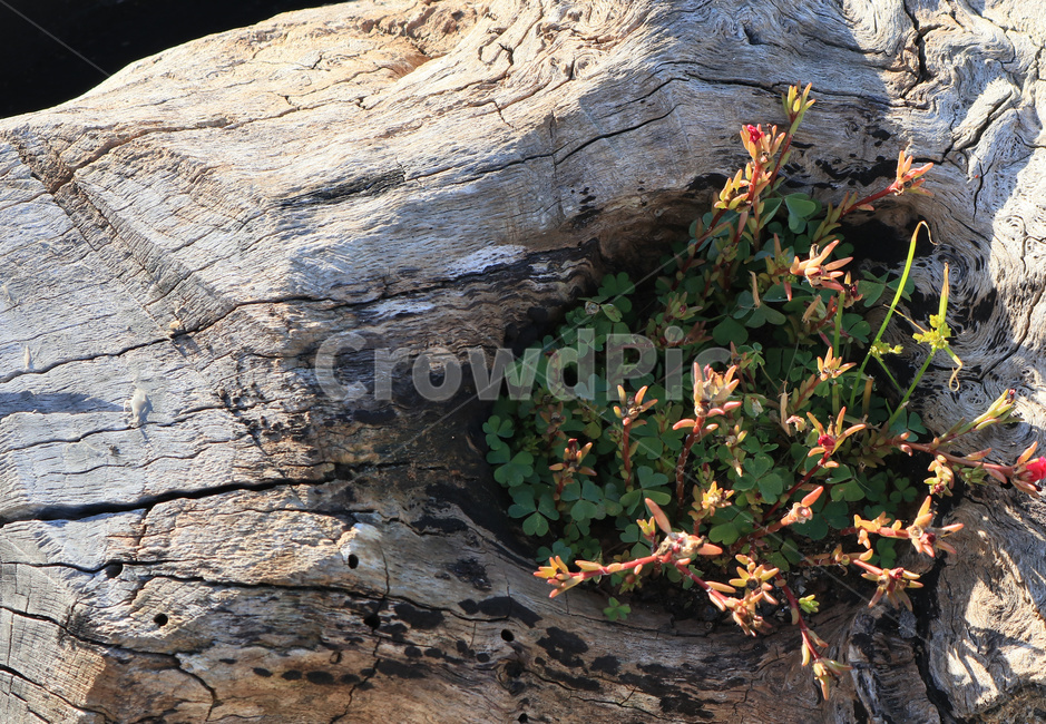 나무,꽃,식물,자연,생명,질감,식물,자연,plants,nature