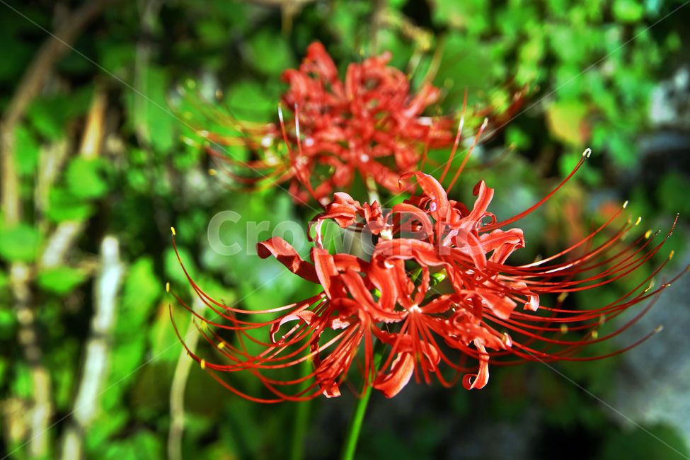 꽃무릇,상사화류,석산,독무릇,산오독,산두초,redspiderlily,가을,빨간꽃,식물,화단용,꽃꽂이용,식물,자연,plants,nature,꽃,flower