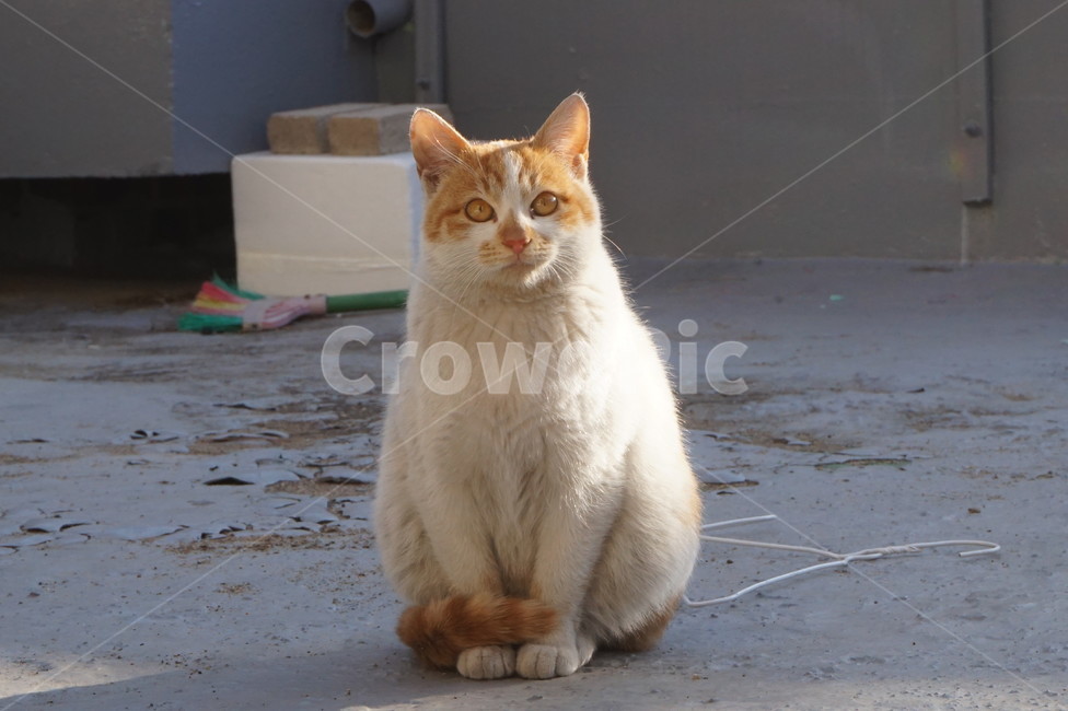 고양이,야생고양이,길고양이,도심고양이,겨울집,캣맘,동물,animal,포유류,mammal,고양이,cat,kitten,kitty