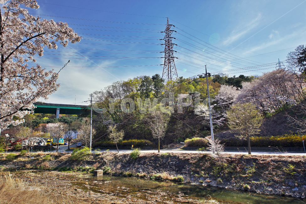 spring,pylon,By crane,overpass,Cherry Blossom,Uiwang city,season,Crane Stream