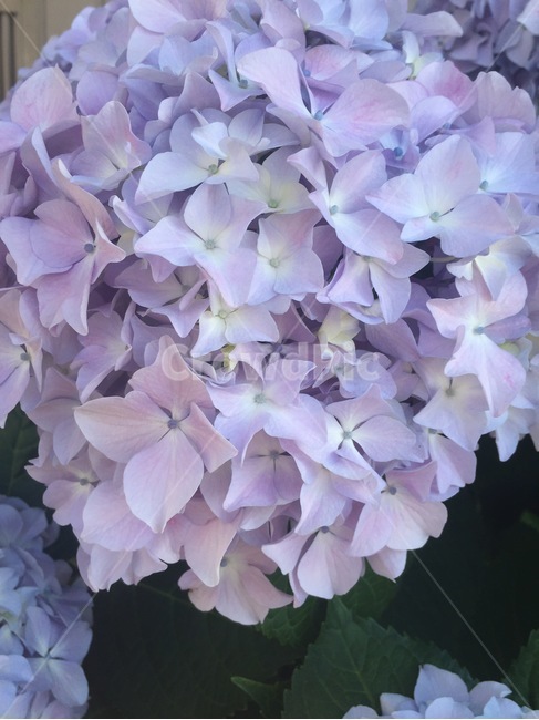 식물,꽃,blossom,plant,flower