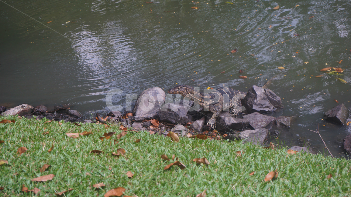 태국,룸피니,룸피니공원,도마뱀,왕도마뱀,thailand,lumpini,lumpinipark,lizard,monitorlizard,코모도,komododragon,야생,wild,bangkok,방콕,komodo,파충류,reptile,호수,lake,동물,animal,파충류,양서류,reptile,amphibian