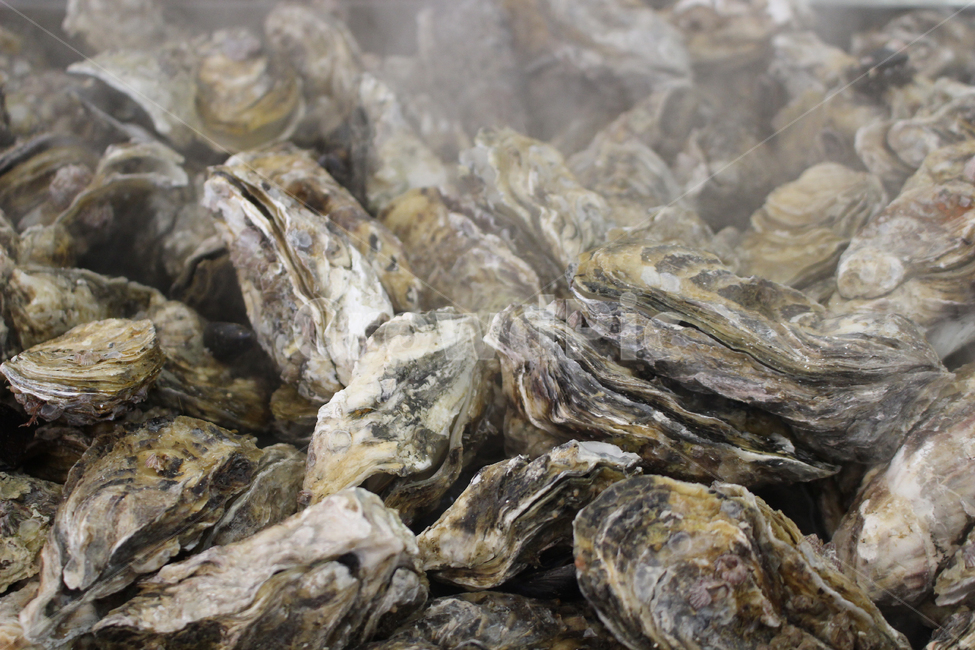 seafood,Drink snacks,Seokhwajjim,cave,Grilled oysters,snack,Yeosu food,food,Yeosu Oyster Stew,Grilled Seokhwa,petrification,Snacks,Steamed oysters,Yeo su