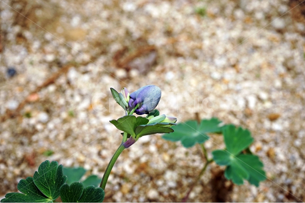 매발톱꽃,꽃,columbine,buds,leaves,beforeflowering,미나리아제비과,식물,자연,plants,nature,꽃,flower