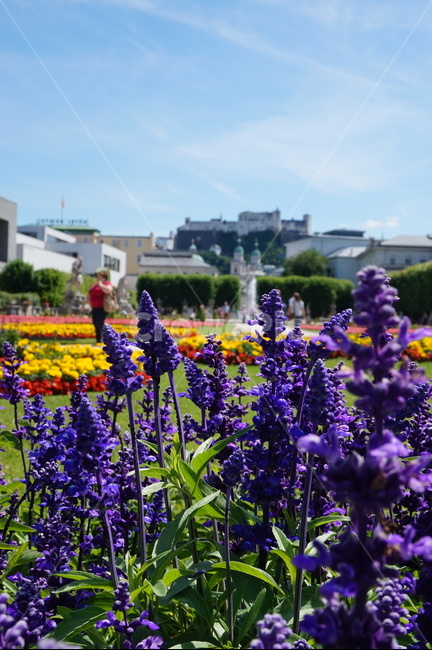 austria,flower,salzburg,park,sky,오스트리아,짤츠부르크,꽃,공원,하늘,유럽,europe,plant,식물