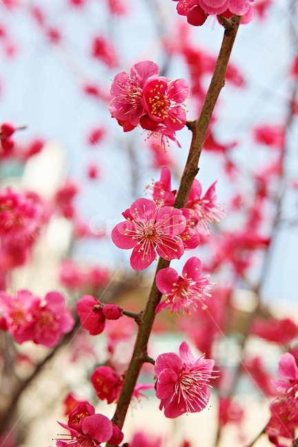 홍매화,매화,매화꽃,봄꽃,꽃,꽃잋,식물,자연,공원,봄,식물,자연,plants,nature,꽃,flower