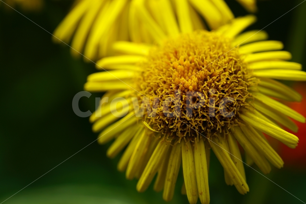 금불초,꽃,플라워,식물,자연,꽃봉오리,flower,nature,접사,식물,자연,plants,nature,꽃,flower